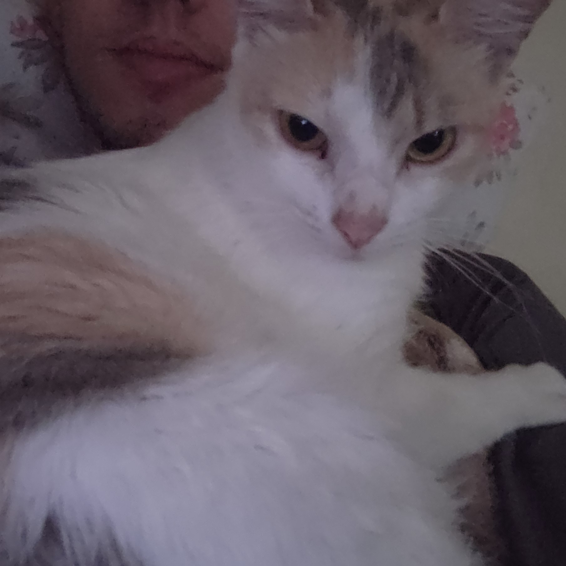Kwellet